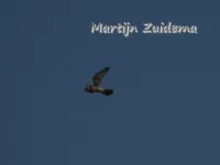 Amerikaanse torenvalk [Falco sparverius paulus]